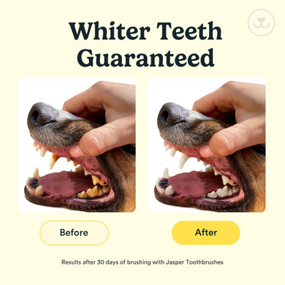 Jasper Dog Toothbrush, 360º Dog Tooth Brushing Kit, Cat Toothbrush, Dog Teeth Cleaning, Dog Finger Toothbrush, Dog Tooth Brush for Small & Large Pets, Dog Toothpaste Not Included