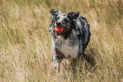 Chuckit! Ultra Dog Ball Toy & Launcher - Indoor Fetch Ball